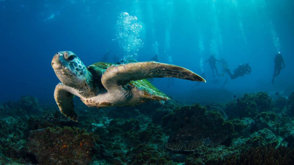 Talk of the Town Inn & Suites | St Eustatius | Scuba